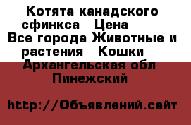 Котята канадского сфинкса › Цена ­ 15 - Все города Животные и растения » Кошки   . Архангельская обл.,Пинежский 